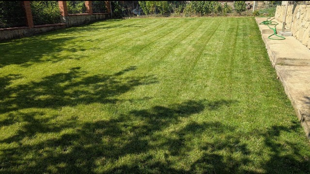 Freshly mowed lawn with clean stripe pattern by SETX Lawns